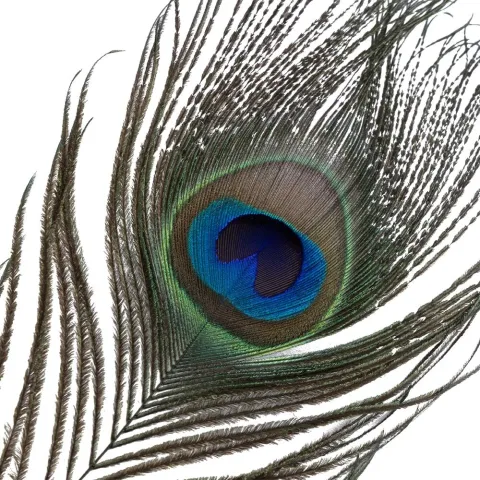 Щекоталка LOCKINK SEVANDA Natural Peacock Flirting Feather Tickler, перья павлина и страуса