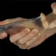 Насадка - Flawless Clear Penis Sleeve Add 1