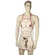 Кухонний фартух з плюшевим пенісом - Sexy Apron Male Body With Plush Penis